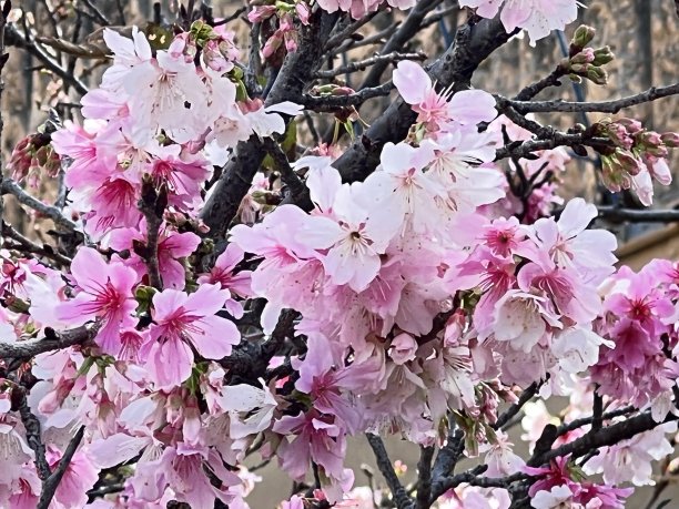 在冲绳县那霸市，路边盛开着鲜红的樱花图片下载