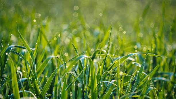 有机绿芽线。肥沃的农田。谷类作物枝条的对称线条。田间小麦、大麦、黑麦幼苗。高清照片图片下载