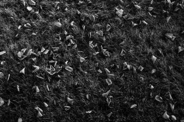 背景来自秋天的树叶。落叶出版，屏保，壁纸，明信片，海报，横幅，封面，网站。黑白水平高质量的艺术照片图片下载