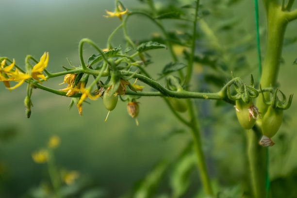 一个盛开的黄色番茄花，特写。绿色的叶子中，黄色的西红柿花和细长的花瓣盛开了。一个盛开的番茄花出版，海报，屏幕保护程序，墙纸，明信片图片下载
