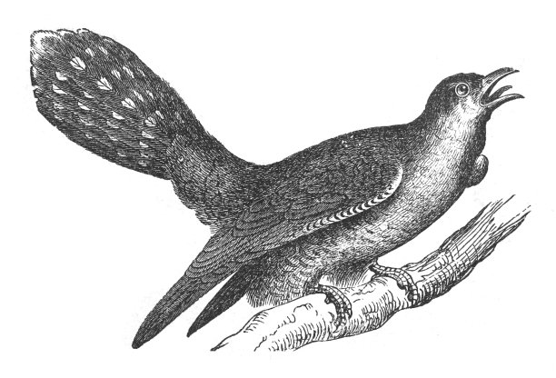 普通杜鹃(Cuculus canorus) -老式雕刻插图图片下载