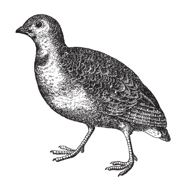 普通鹌鹑(Coturnix Coturnix)图片下载