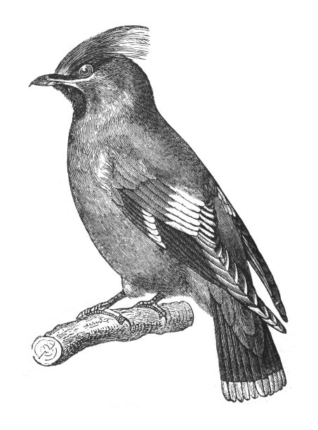 波西米亚蜡翅(Bombycilla garrulus) -老式雕刻插图图片下载