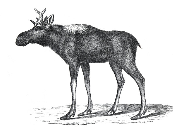 陈酿驼鹿(Cervus alces)野生动物。欧洲人。手绘的野生动物插图驼鹿。复古的风格。图片下载