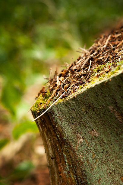在森林里的一个老树桩上，一个布满苔藓的蚁丘斜立在一个树桩上，被太阳照亮。可以作为展示产品的自然背景。复制的地方。图片下载