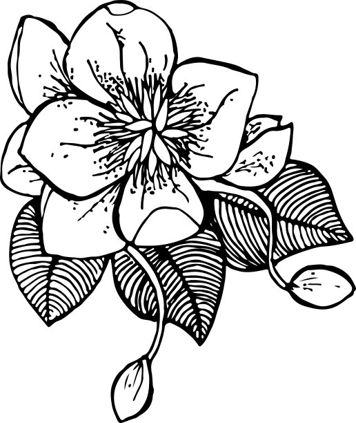 木兰花的禅宗艺术风格图片下载