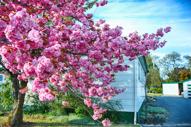 在新西兰特维兹尔的绿色草地上，樱花在春天开着粉红色的花图片下载