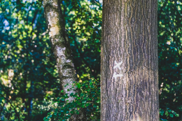 森林里有一棵有记号的树。图片下载