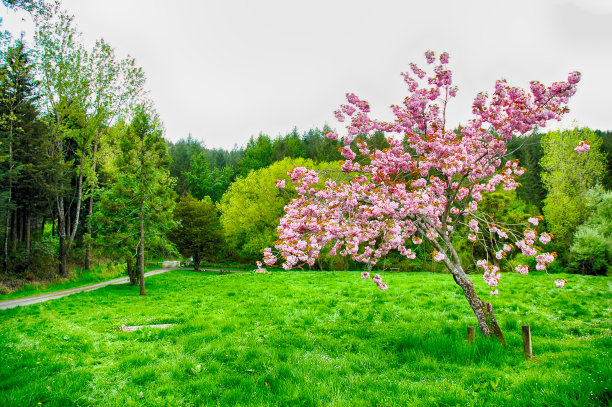 孤独的樱花樱花与粉红色的花朵在春天的绿色草地在特维兹尔，新西兰图片下载