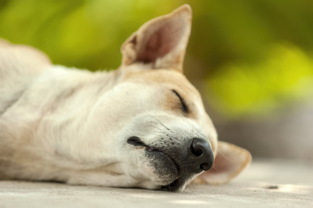 狗在泰国的地上睡觉图片下载