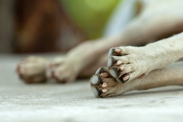 狗在泰国的地上睡觉图片下载