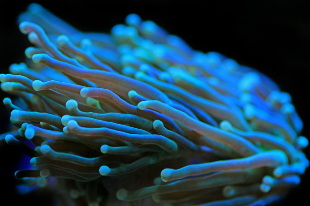 大锤珊瑚，大型石质珊瑚虫图片下载