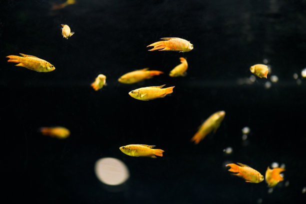 在黑色的背景上，水族馆里的普通大足类鱼。(Macropodus opercularis)。水族馆鱼类图片下载