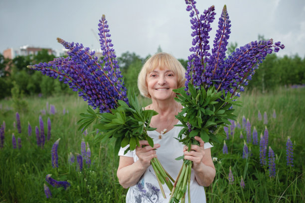 老年妇女在盛开的田野里得到一束美丽的紫色羽扇豆，在退休后很活跃图片下载