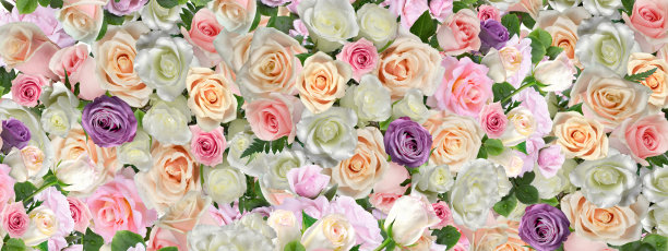 背景色彩丰富的活的天然玫瑰图片下载