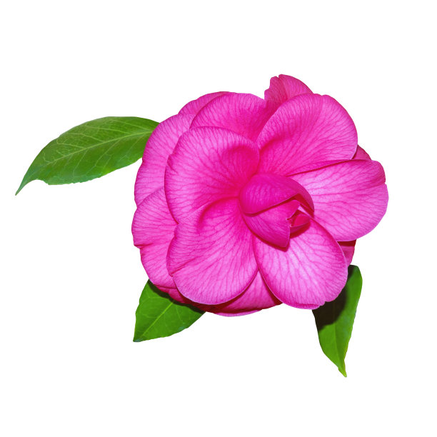 美丽的山茶花粉红色，孤立在白色图片下载