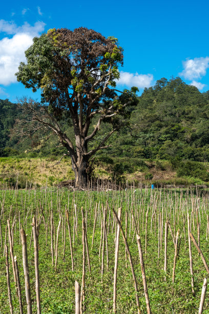 这是一幅引人注目的图片，加勒比海山区的农田上生长着巨大的热带树木和蓝色的天空。图片下载