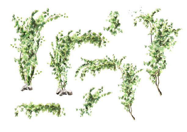 常春藤植物集，手绘水彩插图，孤立在白色背景图片下载