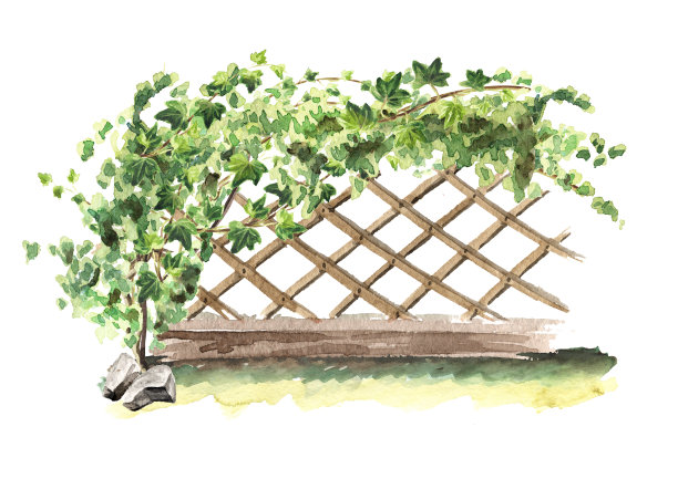 篱笆与攀缘的常春藤植物，手绘水彩插图孤立在白色背景图片下载