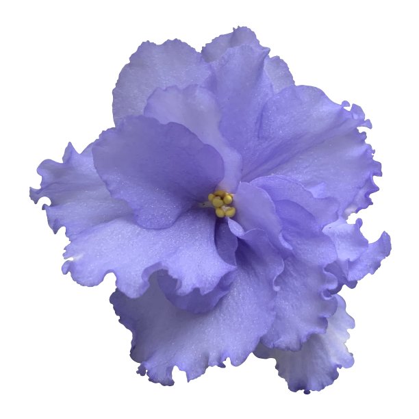 浅紫色毛巾花，特写照片，设计元素图片下载