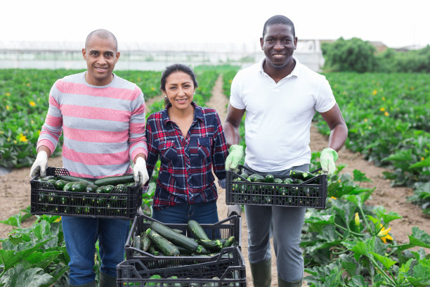 成功的农民在收获期间带着一盒盒的西葫芦图片下载