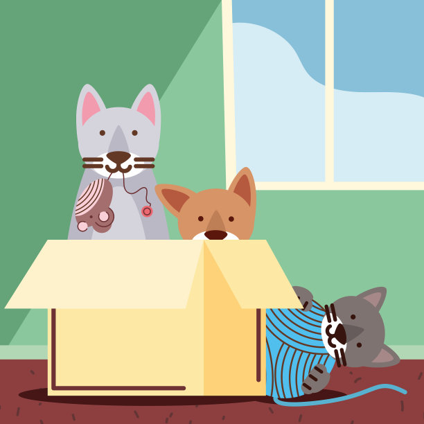宠物猫玩盒子图片下载
