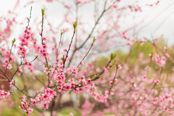 粉红色的春花。盛开的桃花树。春天的自然背景。盛开的花图片下载