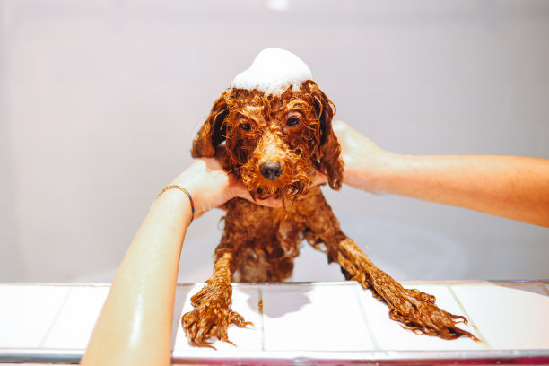 玩具涂鸦正在宠物美容院洗头和洗澡图片下载