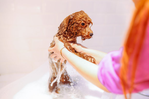玩具涂鸦正在宠物美容院洗头和洗澡图片下载