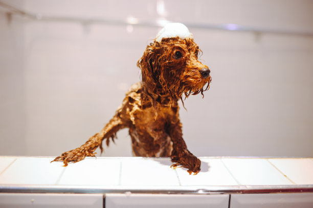 玩具涂鸦正在宠物美容院洗头和洗澡图片下载