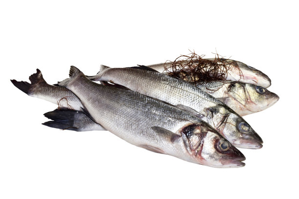 白色背景上的鲈鱼特写图片下载