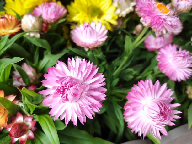 粉红色开花植物特写镜头图片下载