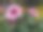 菊花图片下载