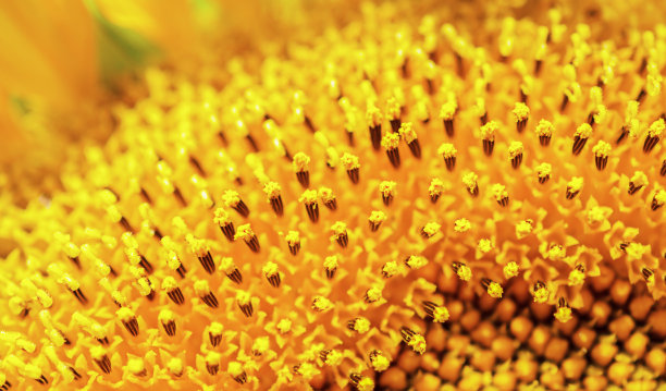 明亮的黄色向日葵雄蕊闭合图片下载