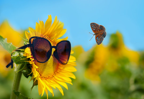 蝴蝶戴着眼镜飞向向日葵图片下载