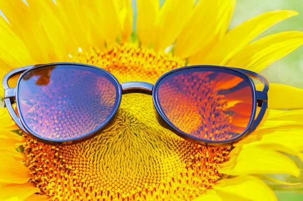 戴着太阳镜的亮黄色向日葵图片下载