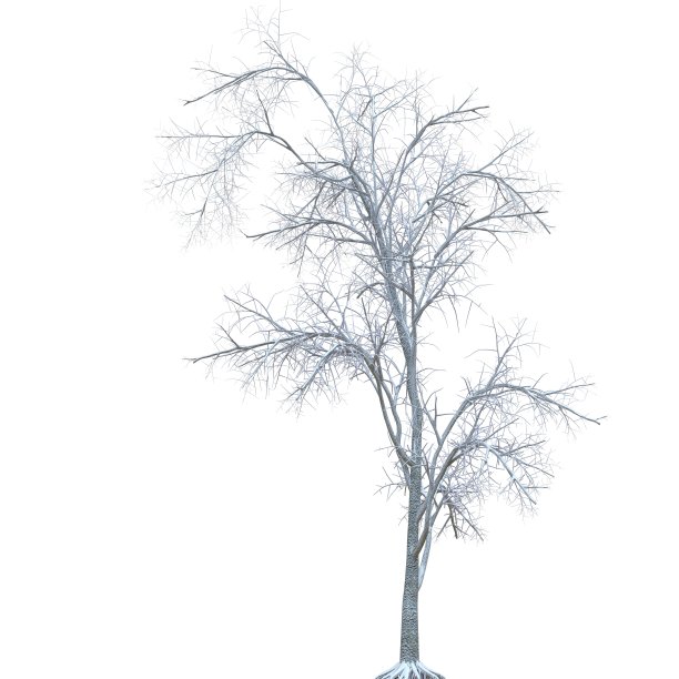 冬天的树在雪孤立在白色背景3d插图图片下载