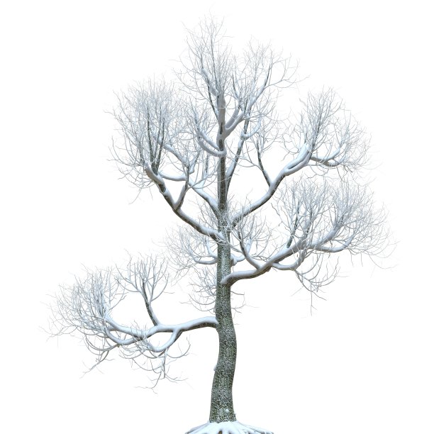 冬天的树在雪孤立在白色背景3d插图图片下载