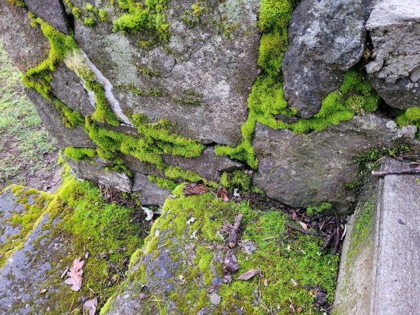 长满青苔的楼梯图片下载