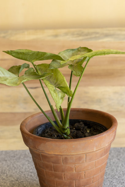 花盆中的新植物图片下载