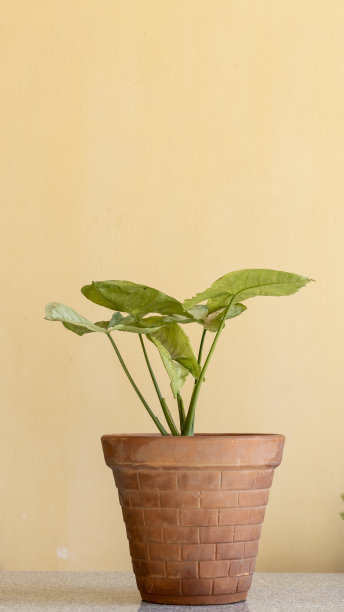 合生植物，有复制空间图片下载