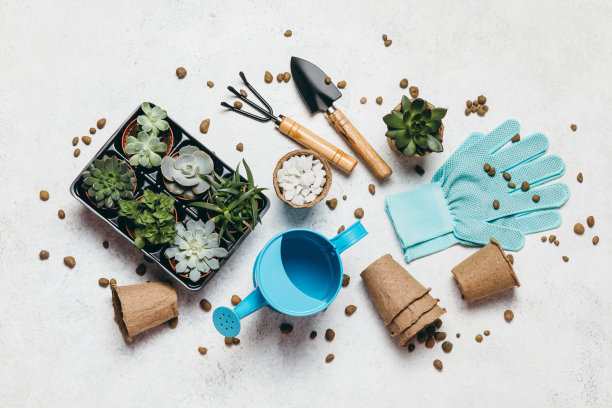 园艺。在白色的桌子背景上为园丁和多肉植物幼苗的工具集。春园作品理念，家丛林，家爱好为全家。图片下载