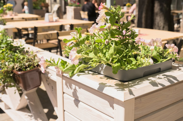 在斯维特洛戈尔斯克，装饰有报春花的餐厅户外区域图片下载