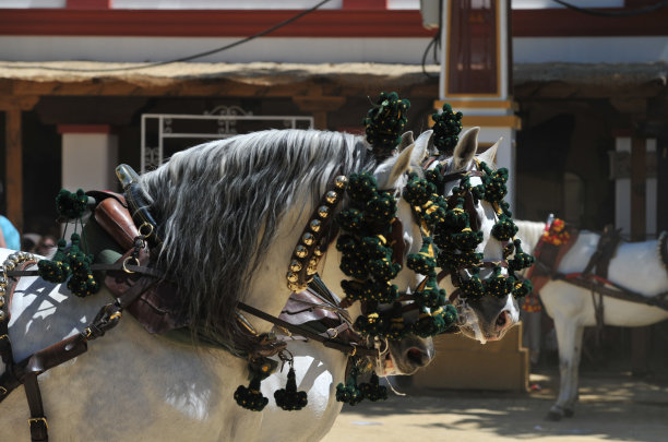 在马车马头上的装饰品图片下载