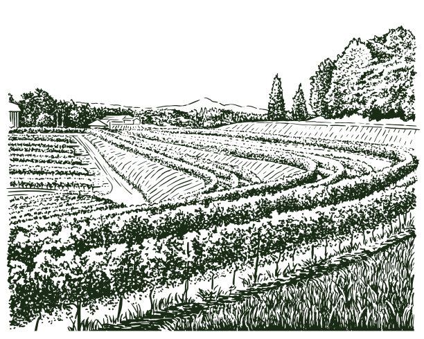 葡萄农场图片下载