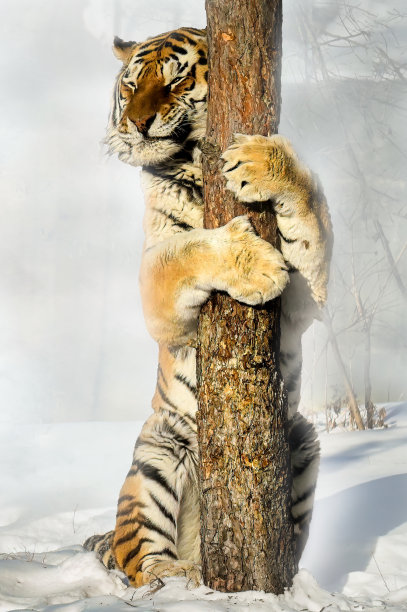 西伯利亚虎站起来素材图片