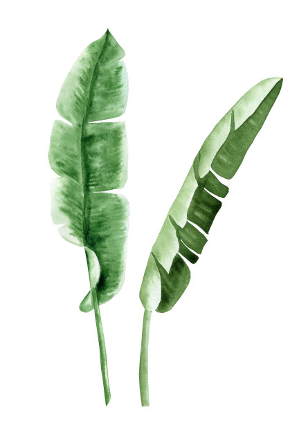 芭蕉叶水彩集。热带绿叶手绘插图。异国情调的叶子在一个孤立的背景。丛林棕榈枝。用于明信片和织物上的印刷。植物剪贴画图片下载