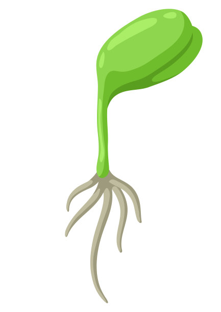 嫩绿的发芽带根。农业种植插图。图片下载