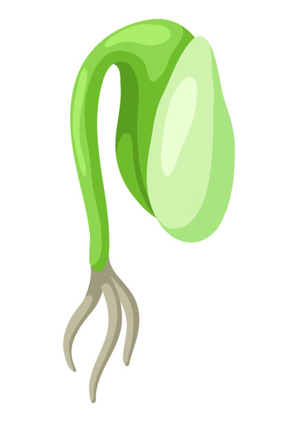 嫩绿的发芽带根。农业种植插图。图片下载