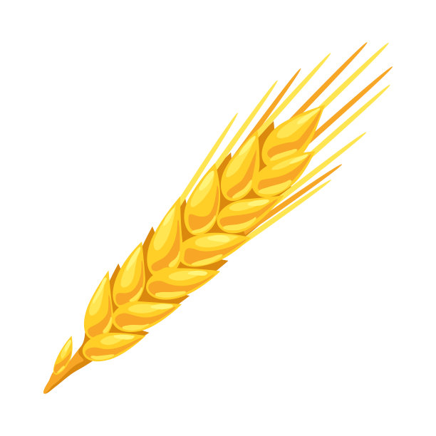 插图的小麦。农业形象金穗大麦或黑麦。图片下载